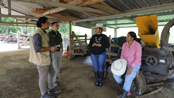 Las prácticas de rotación de pastoreo y los sistemas silvopastoriles aplicados en la finca hondureña mejoraron la disponibilidad de alimento durante la sequía y apoyaron avances reproductivos del hato bovino (Foto cortesía FAO)