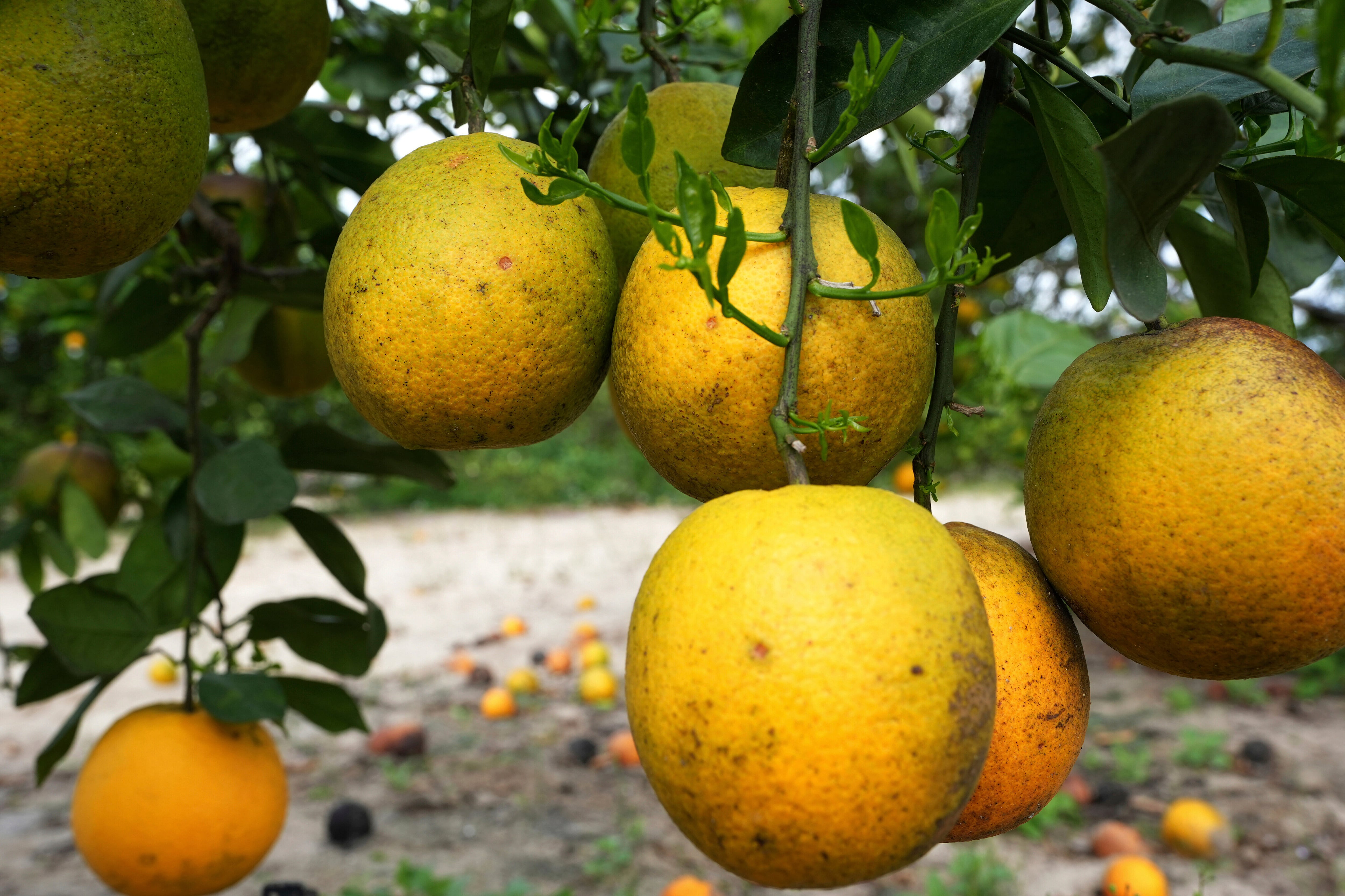 Florida Citrus Mutual afirmó que las terapias, las nuevas variedades y otras medidas sostienen la mejora de la industria citrícola (AP foto/Marta Lavandier)
