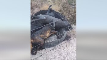 Mataron y calcinaron 13 perros