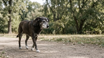 Perra adulta mayor de pelaje oscuro con manchas blancas en hocico y patas camina por un sendero de tierra entre árboles y follaje verde.