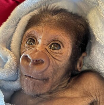 Kaius arriba de una manta,