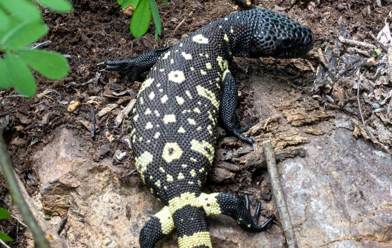 Liberan cuatro crías de lagarto escorpión, especie endémica de Guatemala en peligro de extinción