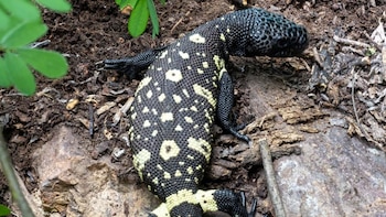 Liberan cuatro crías de lagarto escorpión, especie endémica de Guatemala en peligro de extinción