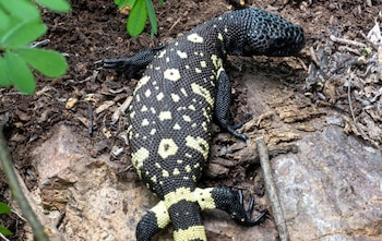 Los expertos buscan desmentir los mitos sobre el niño dormido para que las comunidades protejan al lagarto escorpión y su hábitat.
