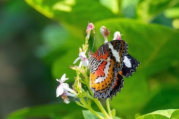 Mariposa de alas naranjas, negras y blancas posada en flores pequeñas de color blanco sobre fondo de hojas verdes