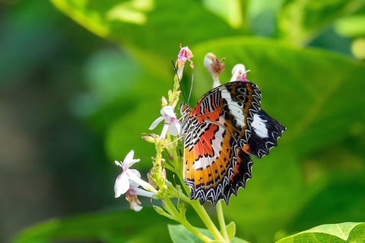 Un análisis sobre mariposas de Bangladesh concluyó que las áreas protegidas actuales cubren el 4,17% del territorio y no representan de forma adecuada a la mayoría de las especies evaluadas (Magnific)