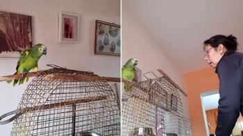 Este loro no solo habla,