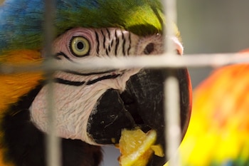 Primer plano de un guacamayo azul y amarillo detrás de una reja metálica mientras sostiene un trozo de fruta en el pico