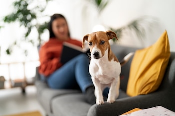 Un perro sentado en el sofá a los pies de su dueña (Magnific)