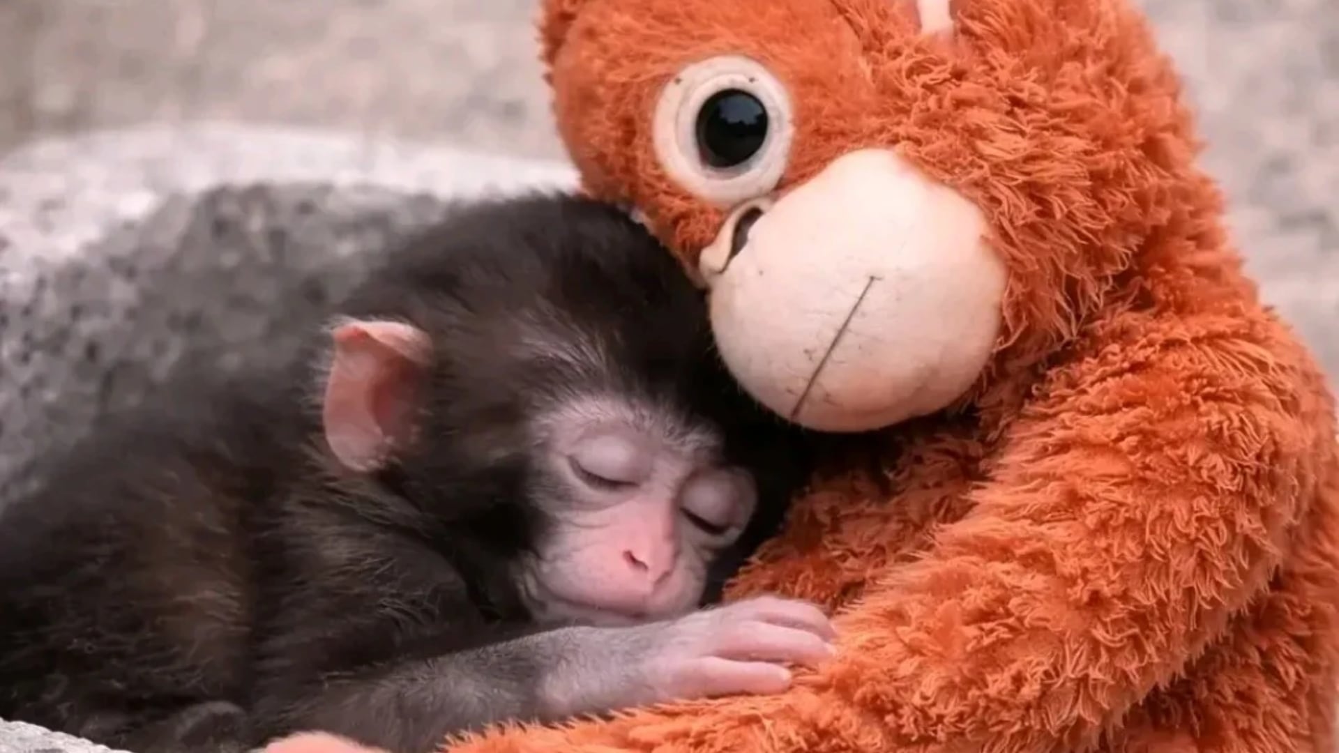 Punch, la historia viral de un solitario mono y su inseparable peluche que enternece a mexicanos