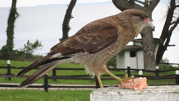 Los chimangos se adaptaron a
