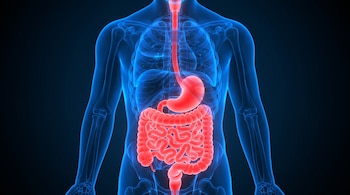 Silueta transparente de un torso humano azul con el esófago, el estómago y los intestinos iluminados en color rojo.