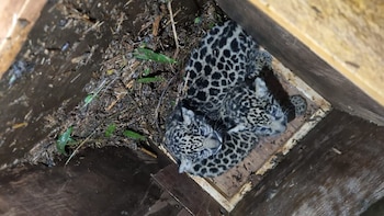 Una yaguareté amenazada, un traslado