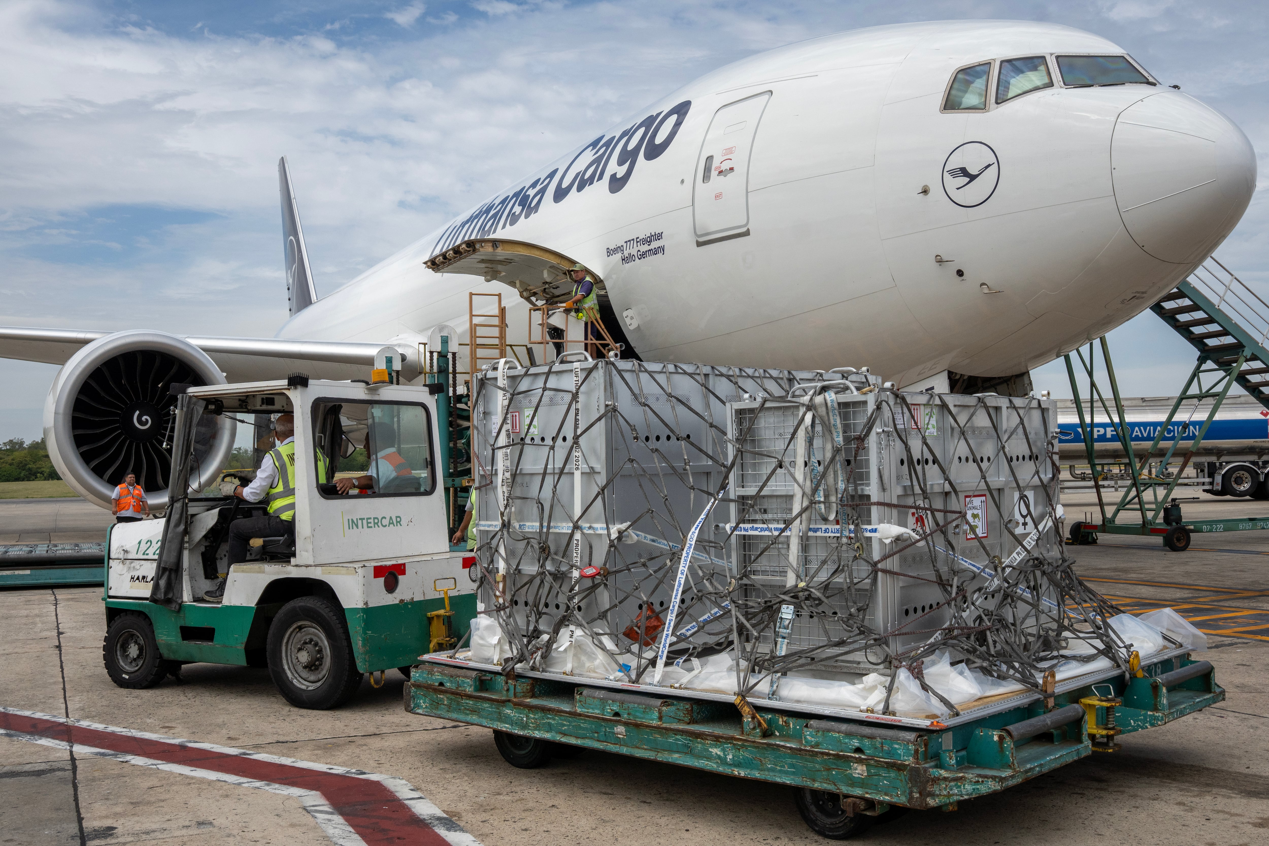 Florencia y Gordo, osos del exzoológico de Luján, son cargados en un avión de Lufthansa Cargo en Buenos Aires rumbo a un santuario en Bulgaria