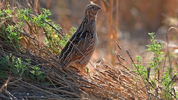 La UE consulta a Estados sobre la moratoria a la caza de la codorniz, "no procedente" según el Comité de Caza español