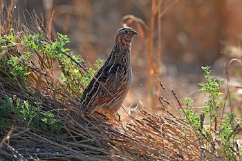 Imagen KPQ65CIMORAGFMZJ7VIZDOIISA