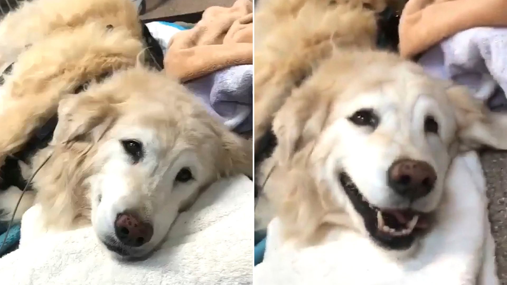 Observar el conjunto de señales corporales y el contexto es clave para identificar si un perro realmente está feliz o experimenta otra emoción