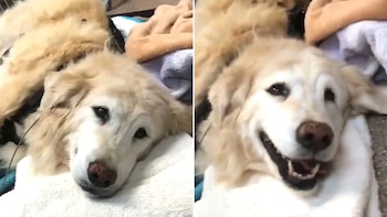 Observar el conjunto de señales corporales y el contexto es clave para identificar si un perro realmente está feliz o experimenta otra emoción