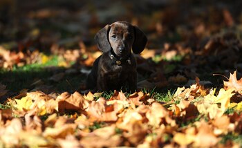 El miedo, manifestado en forma