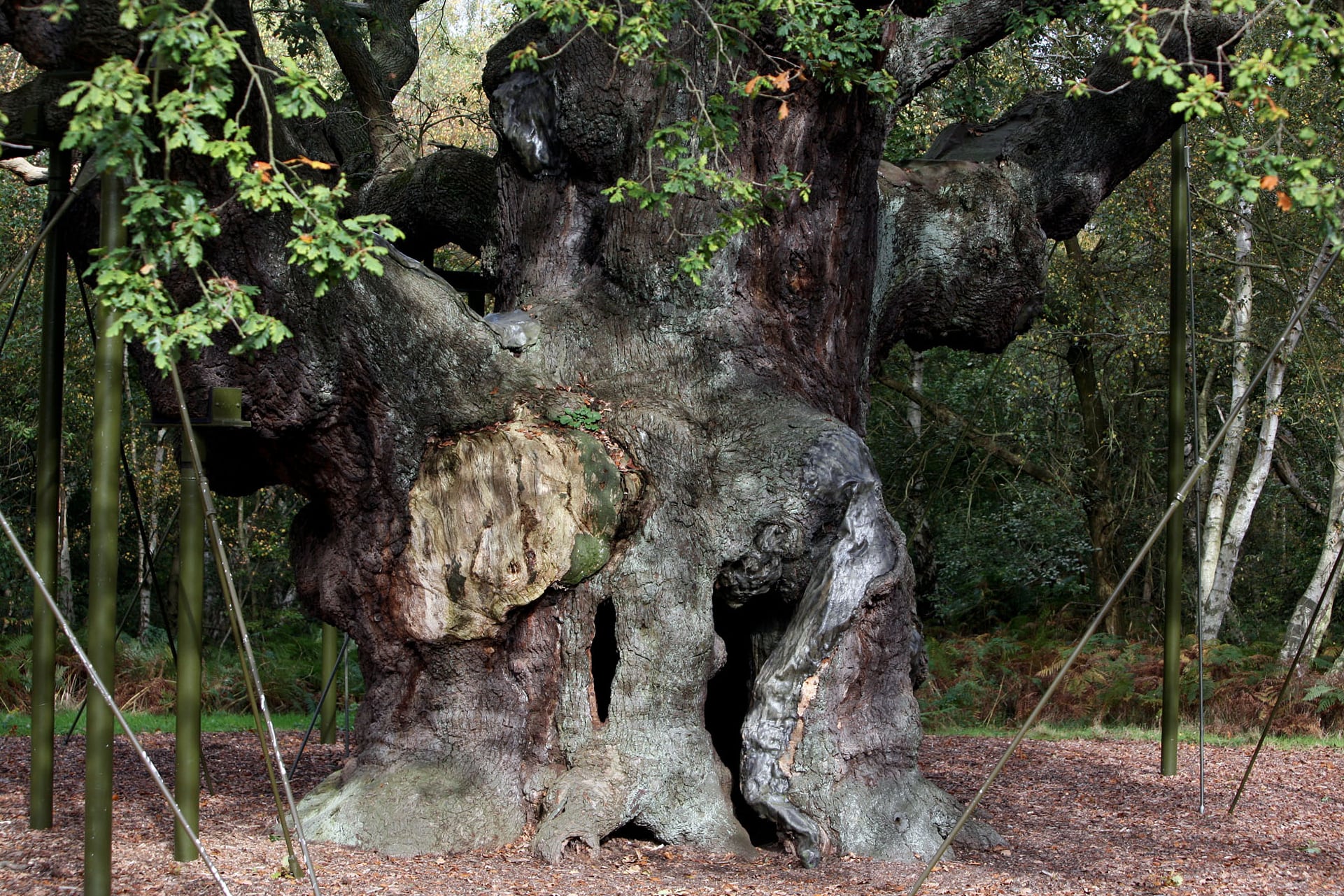 El Major Oak, un roble de 1.200 años, que según se dice sirvió de escondite a Robin Hood, en el bosque de Sherwood, cerca de Nottinghamshire (AP Foto/Simon Dawson, archivo)