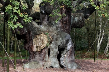 Después de siglos ha muerto el Roble Mayor de Robin Hood (AP Foto/Simon Dawson, archivo)