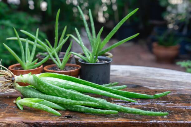 Riesgos de la sábila en casa Foto: iStock