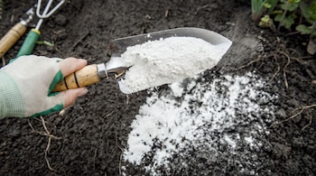 Una mano con guante sostiene una pala de jardín llena de polvo blanco que cae sobre la tierra.