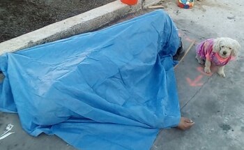 El pequeño poodle blanco estuvo