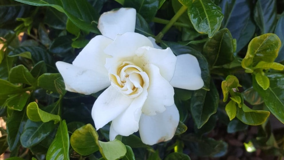 EE.UU. aprueba un nuevo colorante azul natural derivado de la gardenia para alimentos y bebidas