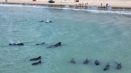 Al menos 20 ballenas piloto quedaron varadas cerca de una playa en el noreste de Brasil 