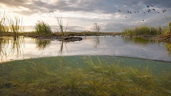 El regreso del mexcalpique y el aumento de aves migratorias reflejan los avances en la recuperación de los humedales del Lago de Texcoco. (Imagen ilustrativa)