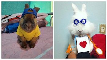 Conejos y mascotas causan furor en concurso viral de disfraces de Chalco: así puedes votar por tu favorito