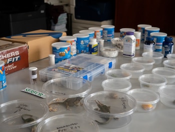 Incautan 160 animales exóticos en