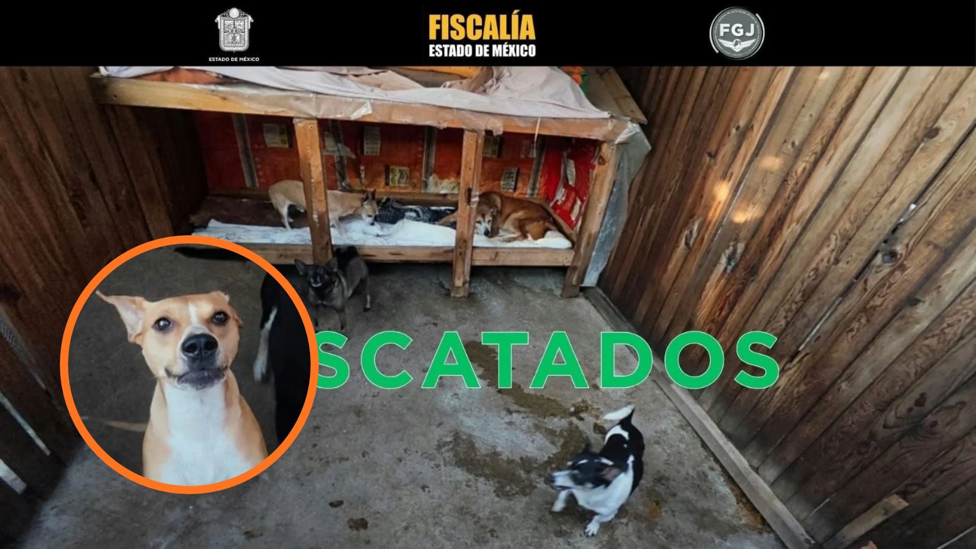 Rescatan a más de 30 perros y gatos víctimas de presunto maltrato en una casa de Ecatepec