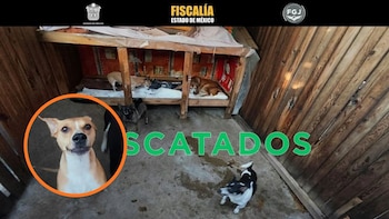 Rescatan a más de 30 perros y gatos víctimas de presunto maltrato en una casa de Ecatepec