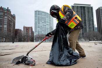 Aves silvestres y de zoológicos