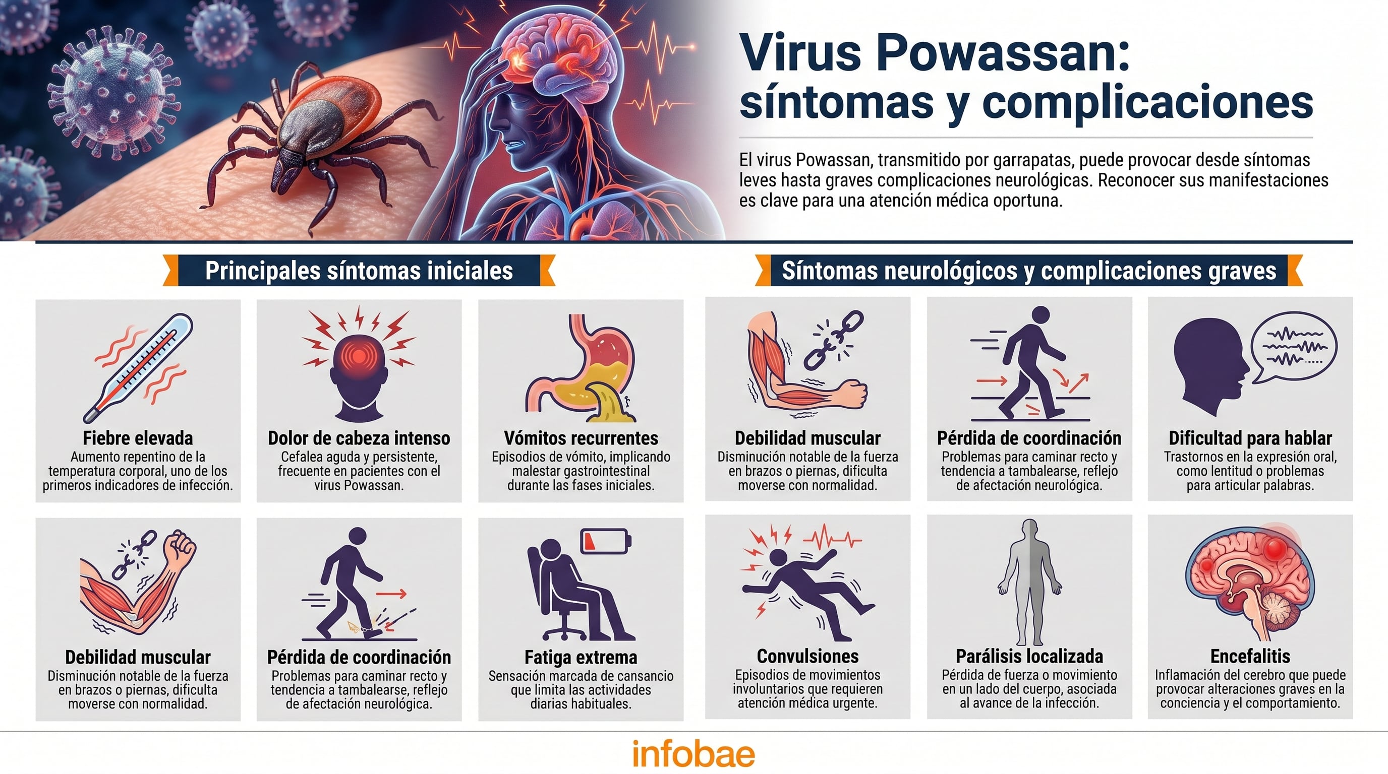 Esta infografía de Infobae detalla los principales síntomas iniciales y las complicaciones neurológicas graves que provoca el virus Powassan, transmitido por garrapatas. (Imagen Ilustrativa Infobae)