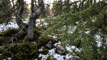Una rama de abeto verde con agujas cubiertas de partículas doradas. En el fondo se ven árboles desenfocados, musgo y parches de nieve.