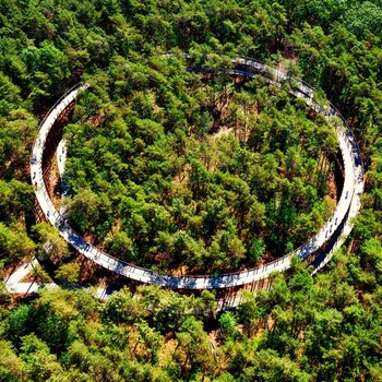 Cycling Through Trees Dezeen Awards