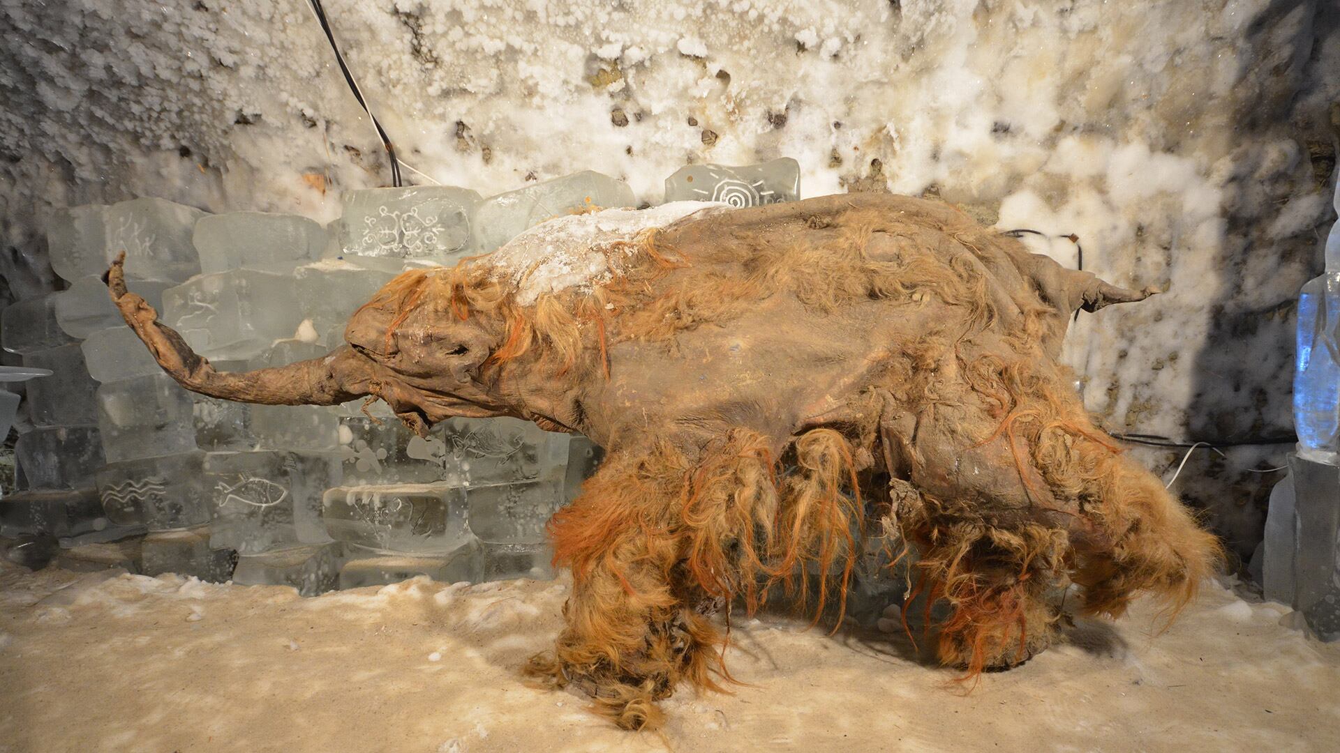 El mamut Yuka, que había sido encontrado en 2010, aportó tejido clave para demostrar que el ARN puede conservarse miles de años en el permafrost/Valen Plotnikov