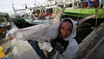 La pesca excesiva se multiplicó