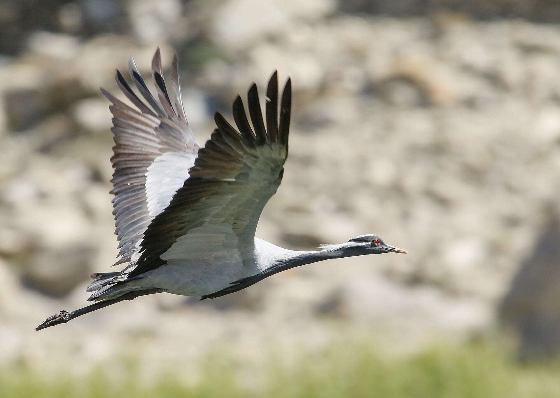 Imagen de archivo de una grulla damisela volando. (Imran Shah/Wikimedia Commons)