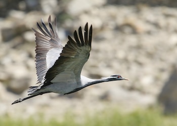 Imagen de archivo de una grulla damisela volando. (Imran Shah/Wikimedia Commons)