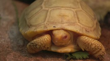 Un bebé de tortuga gigante de Galápagos nació con la piel blanquecina y los ojos rojos en un zoo suizo, la primera vez que se observa una tortuga albina de esta especie en cautividad o en la naturaleza, según su propietario.