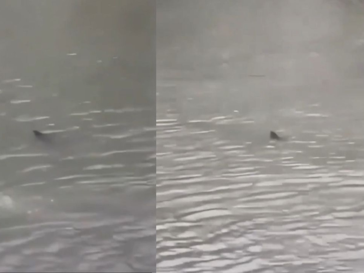 Advierten sobre la posible presencia de un tiburón en las inundadas calles de Atlantic City, en Nueva Jersey - Infobae