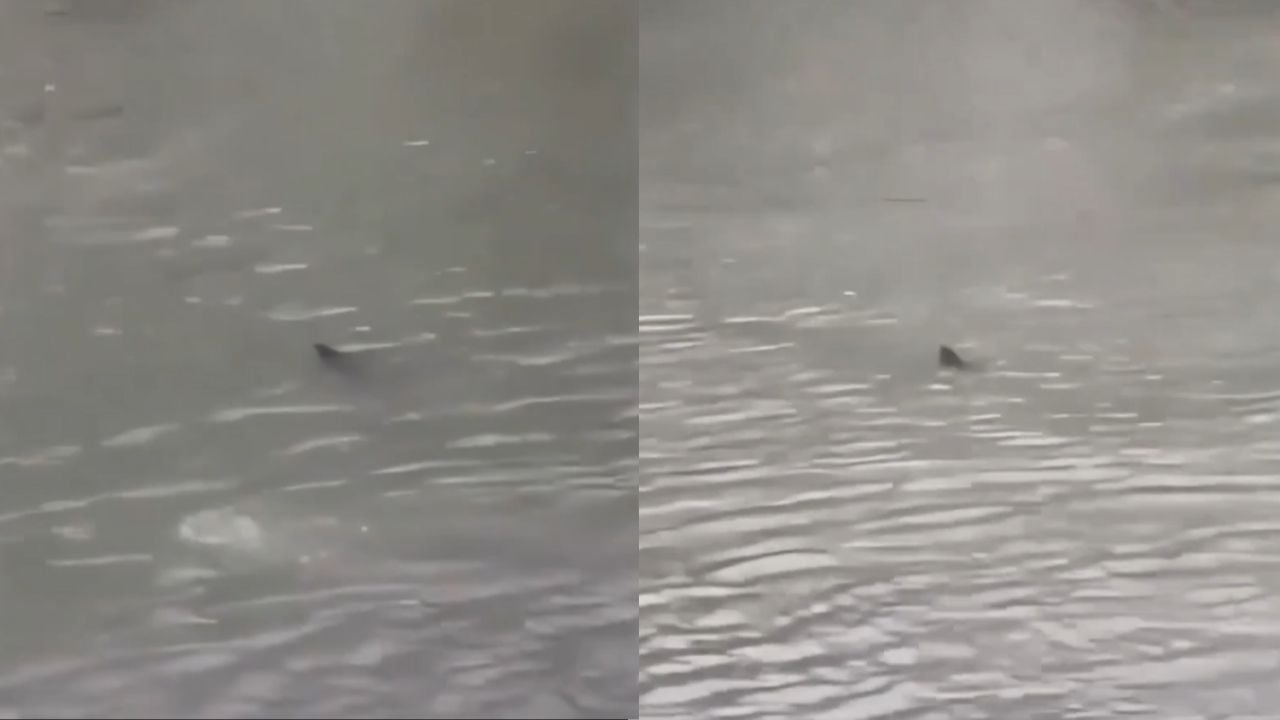 Un residente de Surf City captó en video la presunta presencia de un tiburón en las calles anegadas frente a su propiedad durante el temporal en Nueva Jersey