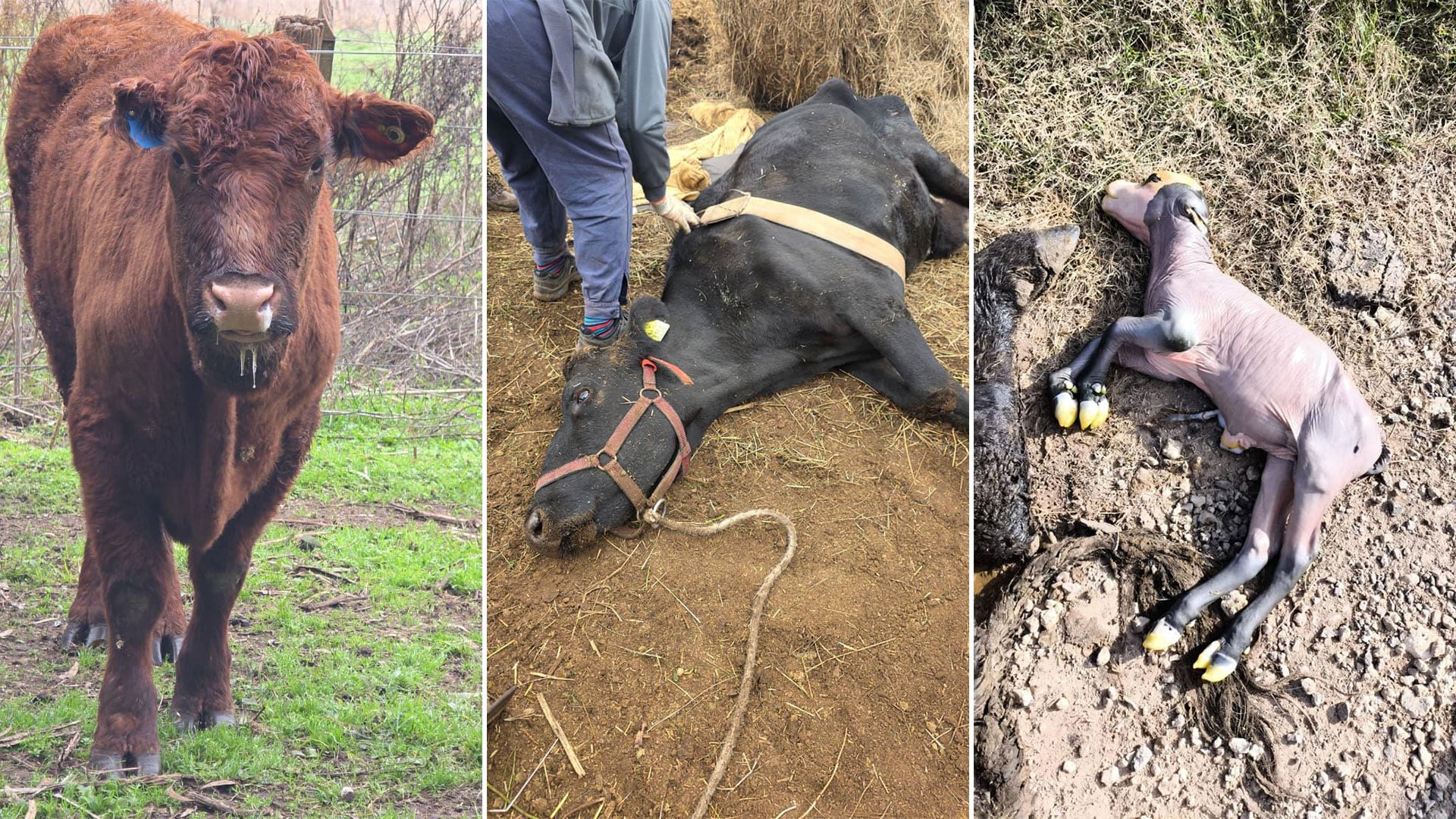 A la izquierda, una vaca con actinobacilosis avanzada (o