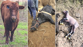 Las 27 vacas desnutridas y enfermas que fueron rescatadas de un camión jaula antes de ser faeneadas