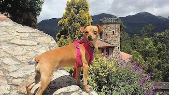 Cada visitante solo puede subir