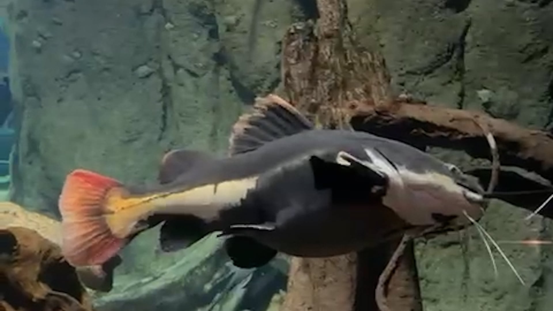 Gordo pasó una cuarentena en Temaikén para ajustar la calidad del agua, el manejo y la alimentación antes de ingresar al Acuario de Río